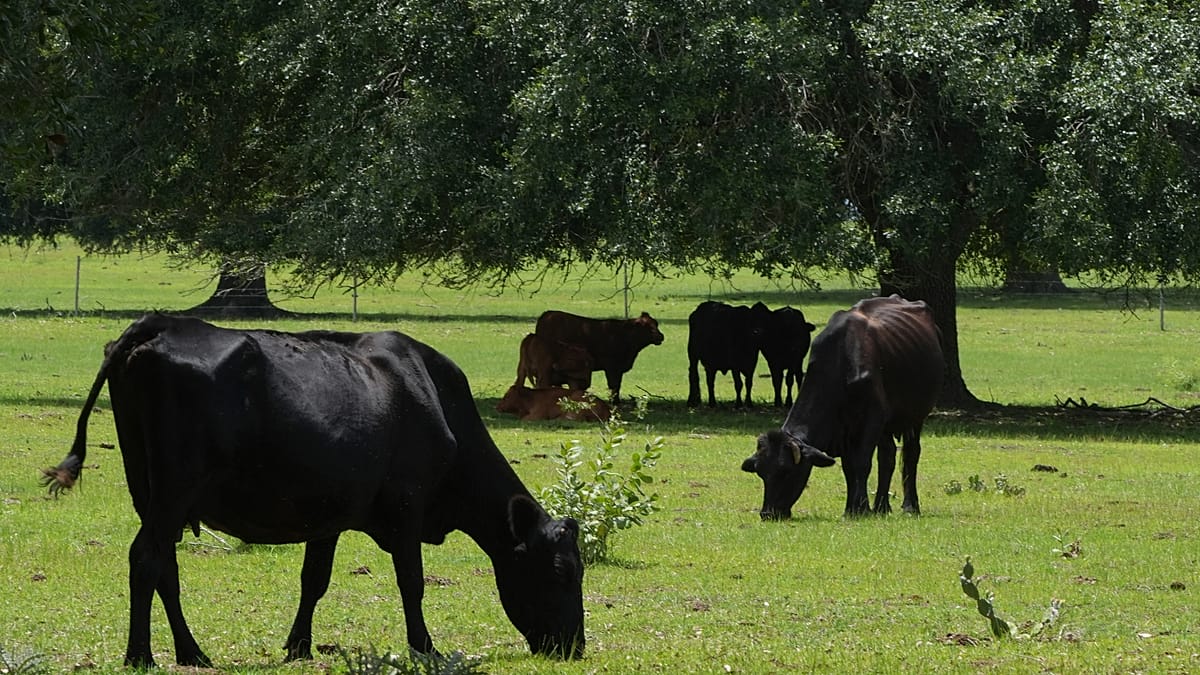 France reports first human case of Shamonda virus in Lyon patient