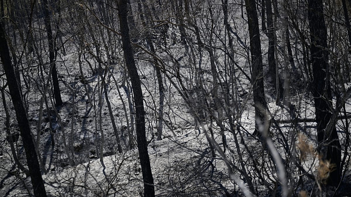 France's climate crisis tests presidential hopefuls' green credentials