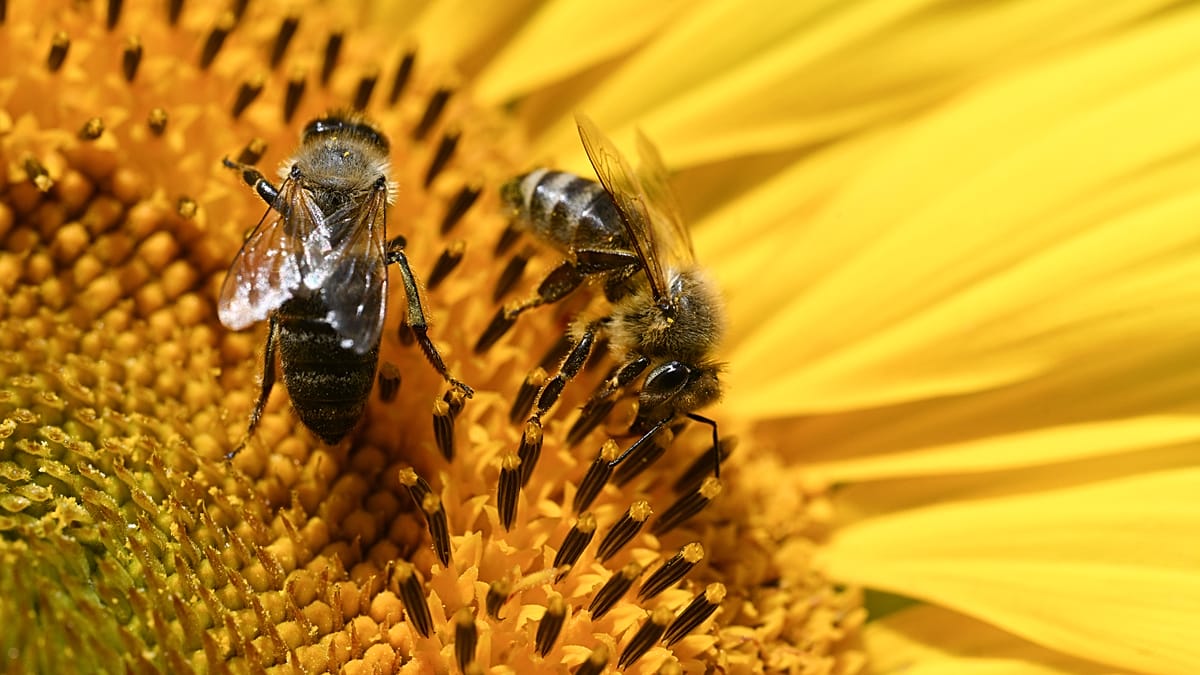France's Emergency Farm Law Allows Conditional Return of Two Banned Pesticides
