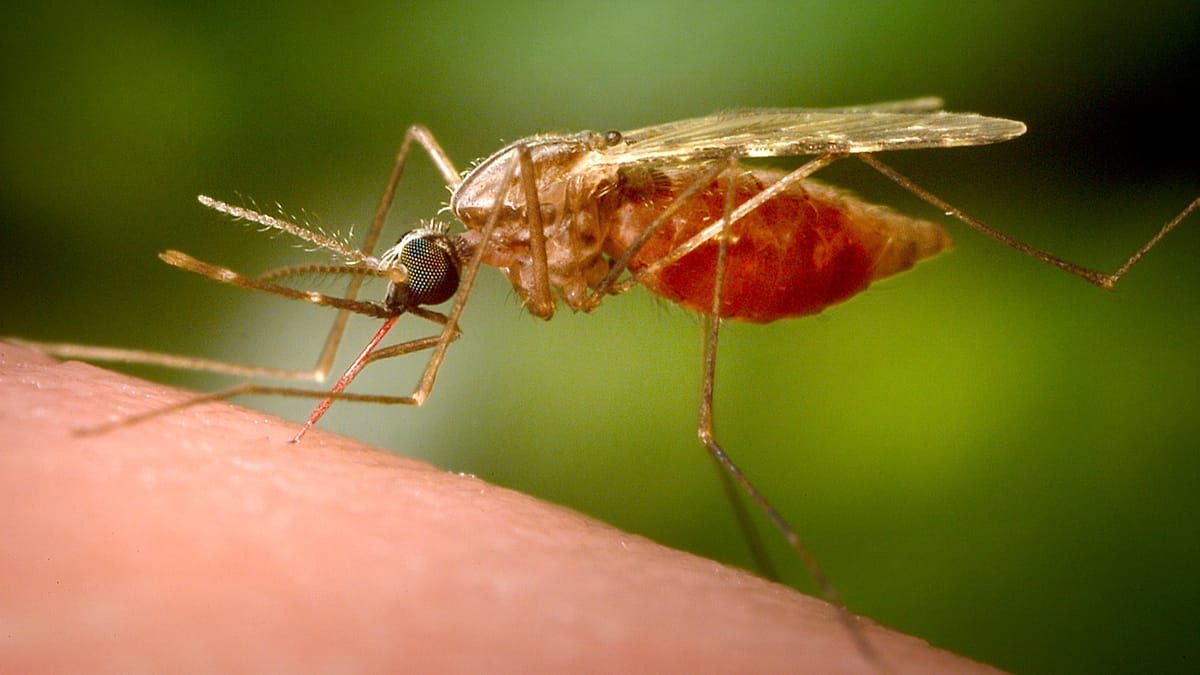 Frankfurt Airport employee dies from rare 'airport malaria' case