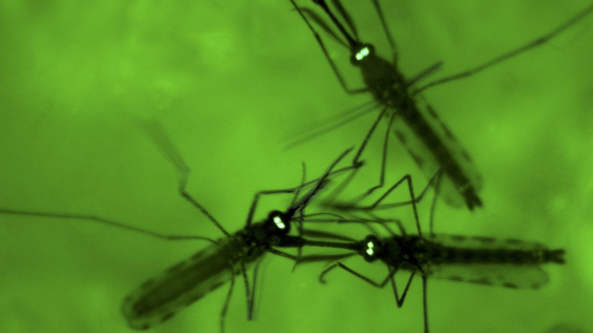 Frankfurt issues malaria alert after two deaths near airport