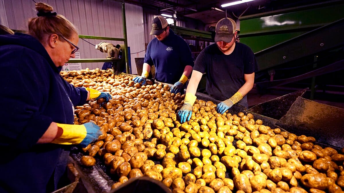 French potato harvest faces worst slump in decades after drought