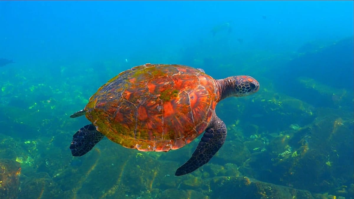 From Gulf corals to Central Asian steppes: wildlife recovery efforts show promise