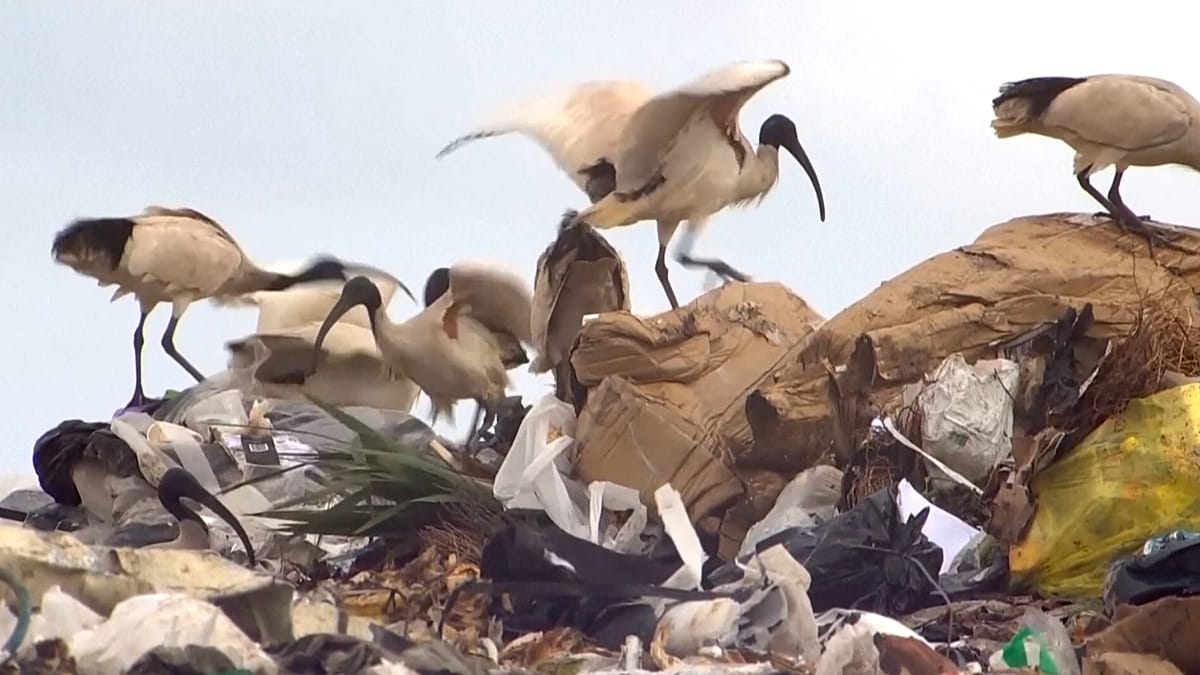 From landfill to vinegar: Australia's waste innovators find new value in rubbish