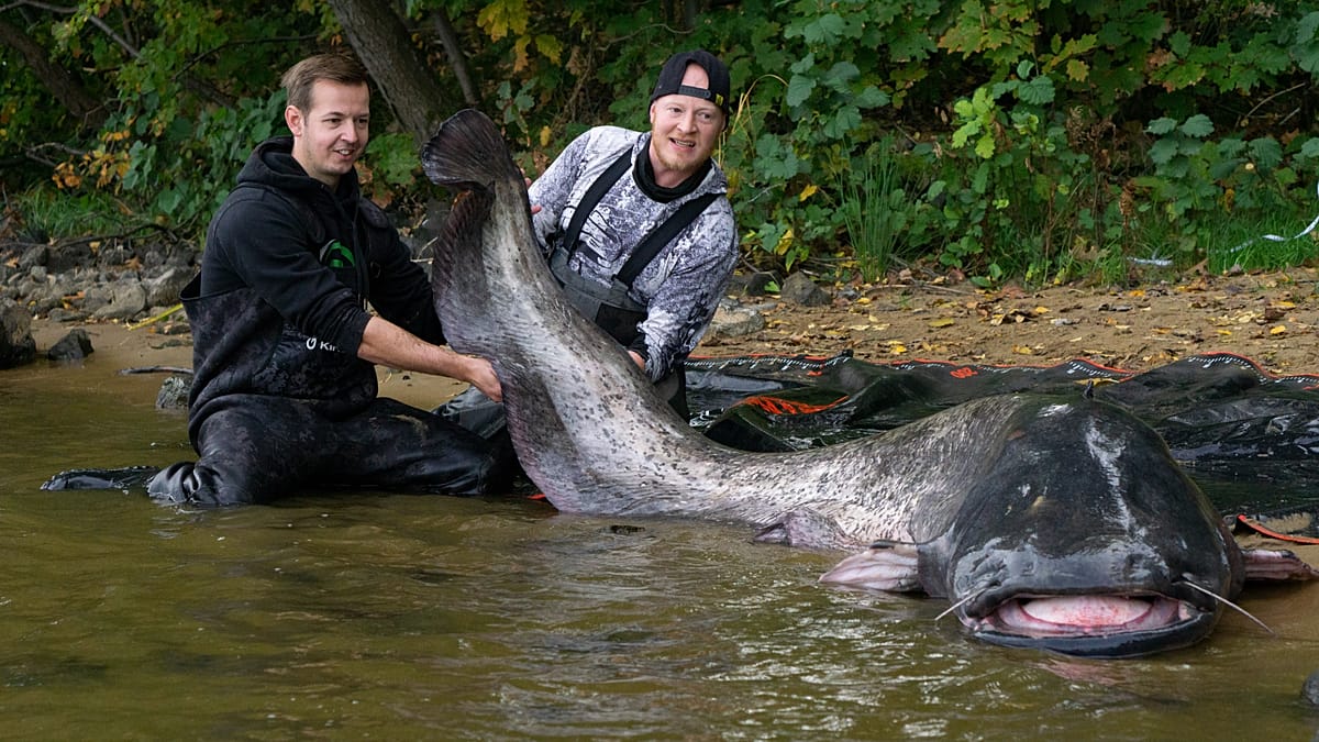 German angler lands 2.92-metre catfish in Polish reservoir