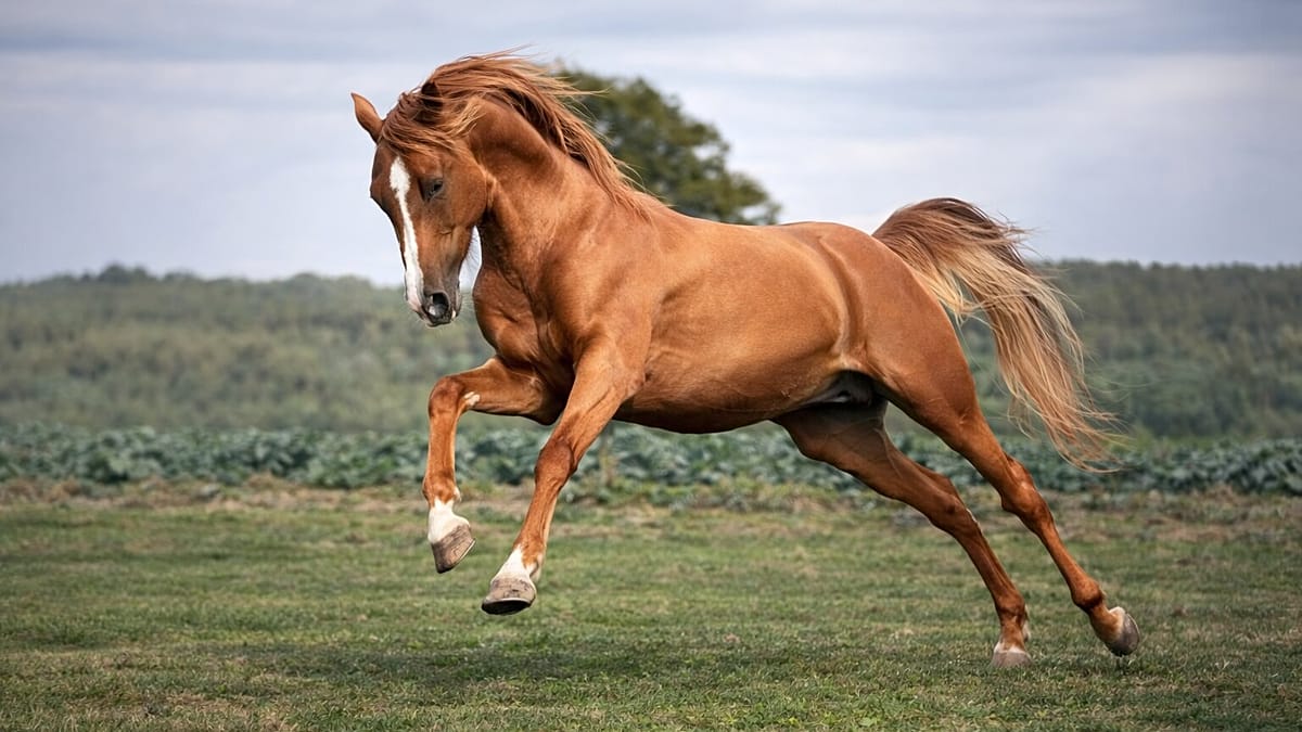 German Breeders Help Revive Rare Karabakh Horse from the Caucasus