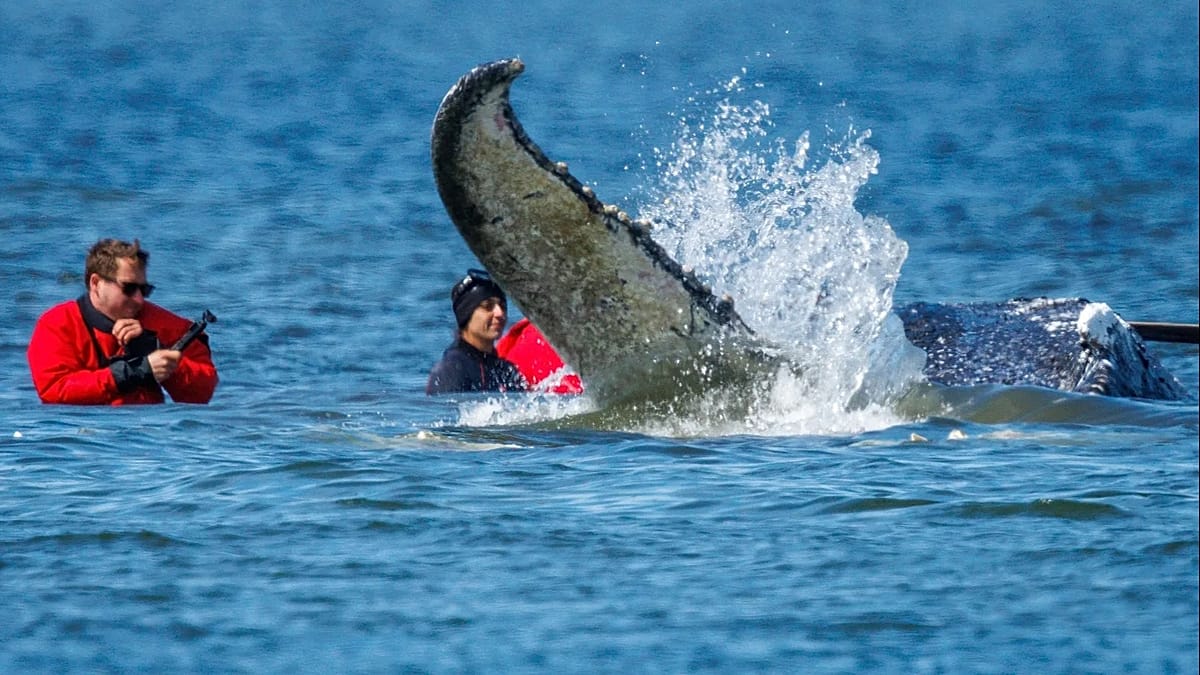 German Rescuers Move Stranded Humpback Whale 'Timmy' to Barge for North Sea Release