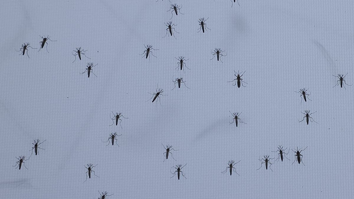 Germany Faces Surge in Mosquito Populations as Humid Weather Creates Ideal Breeding Conditions