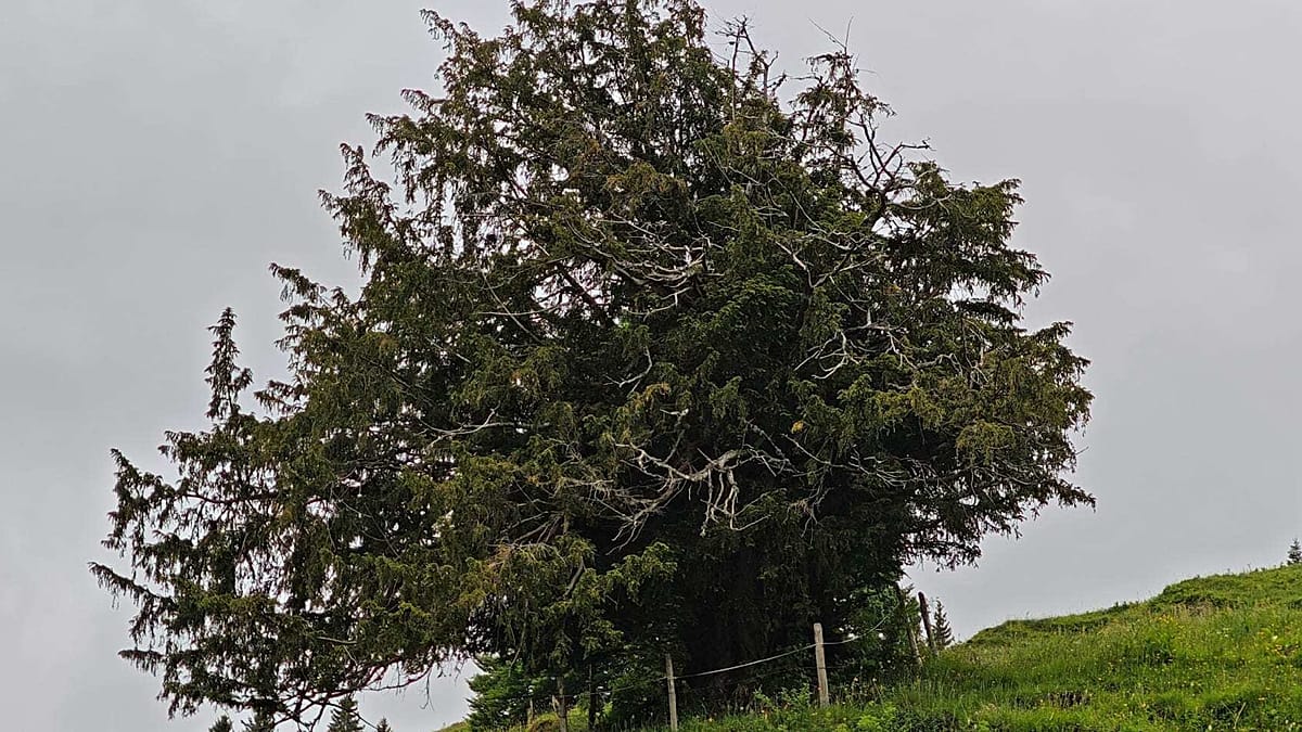 Germany's oldest tree: 1,100-year-old yew found in the Allgäu
