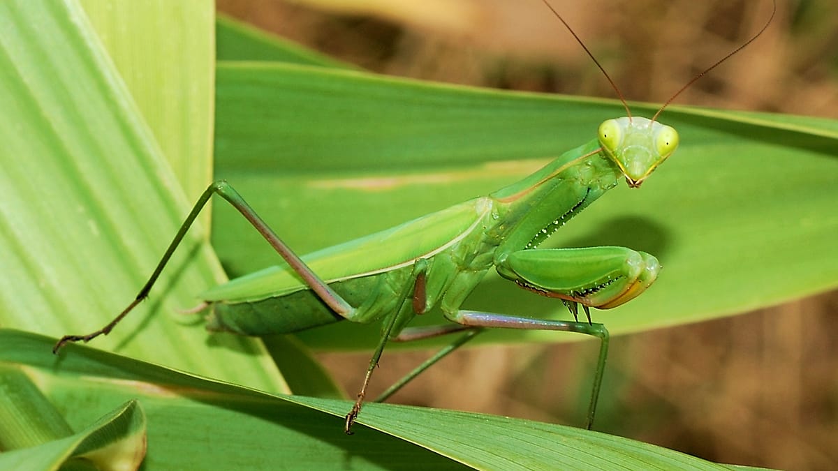 Germany sees record praying mantis sightings as climate warms