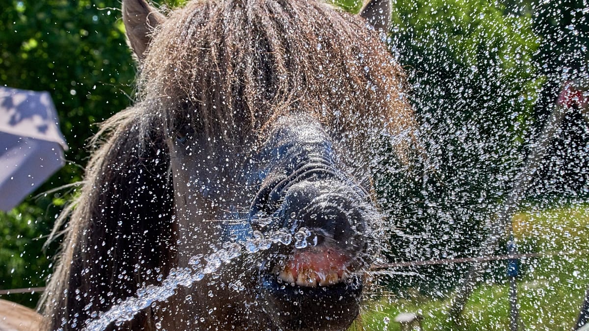 Germany Sets New All-Time Heat Record at 41.7°C in Brandenburg