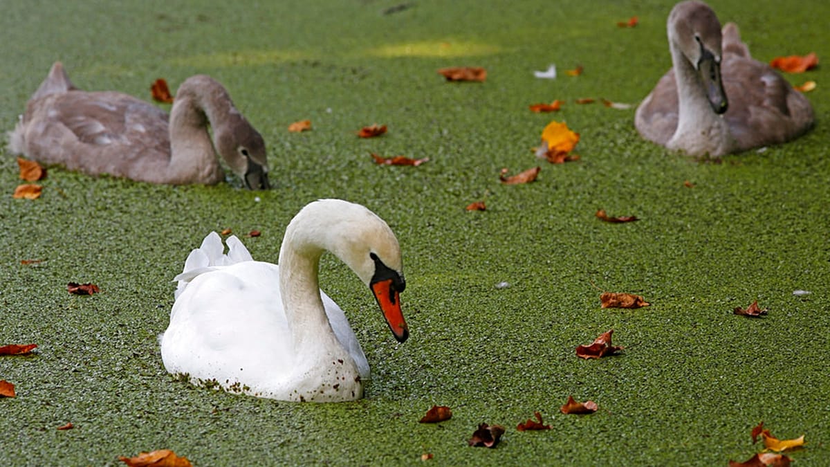 Ghent's canals turn green as duckweed thrives after record summer