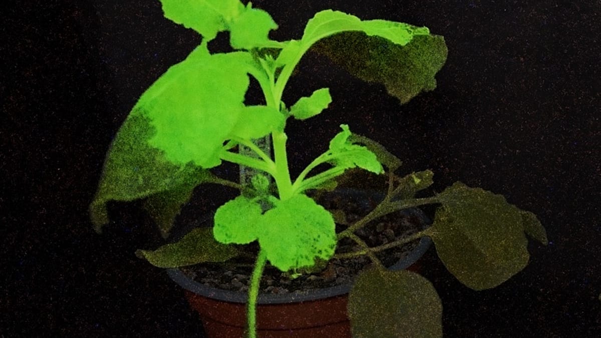 Glow-in-the-Dark Plants Signal Crop Pests Early