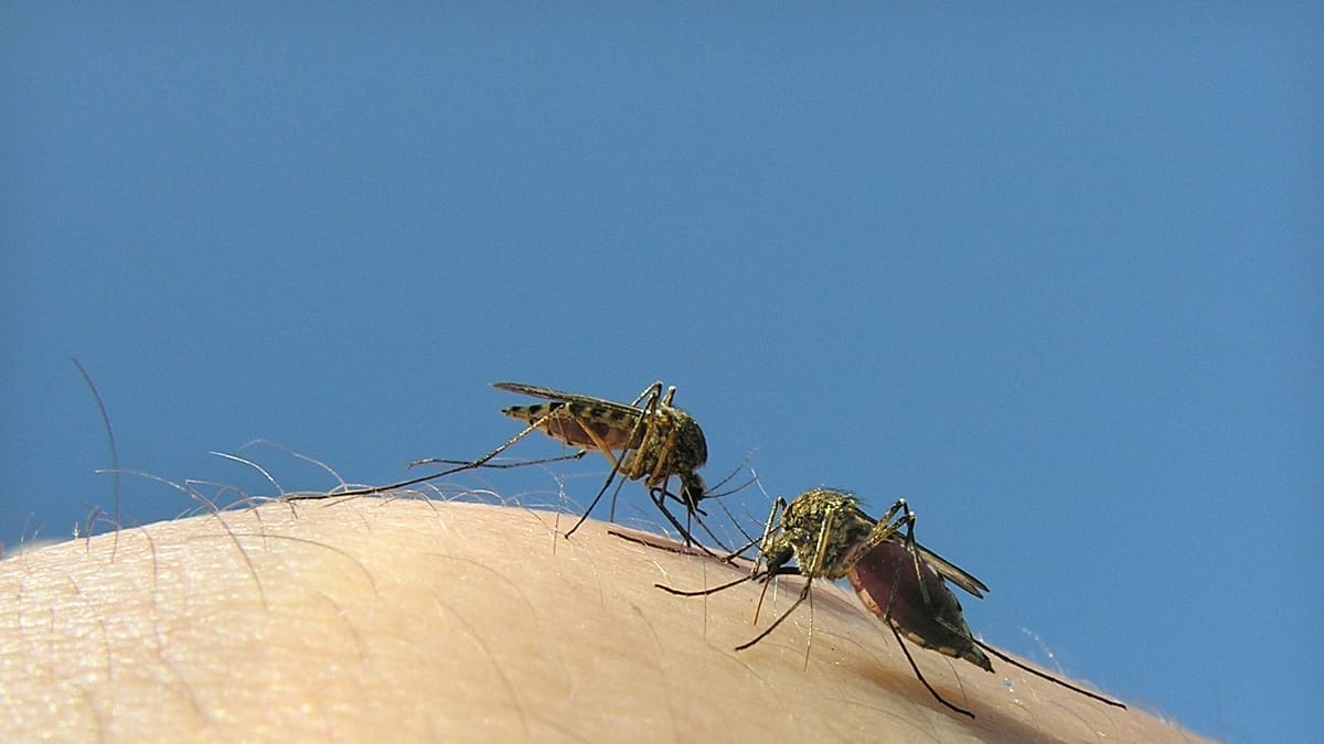 Google's Debug Project: Sterile Mosquitoes to Combat Disease in Europe