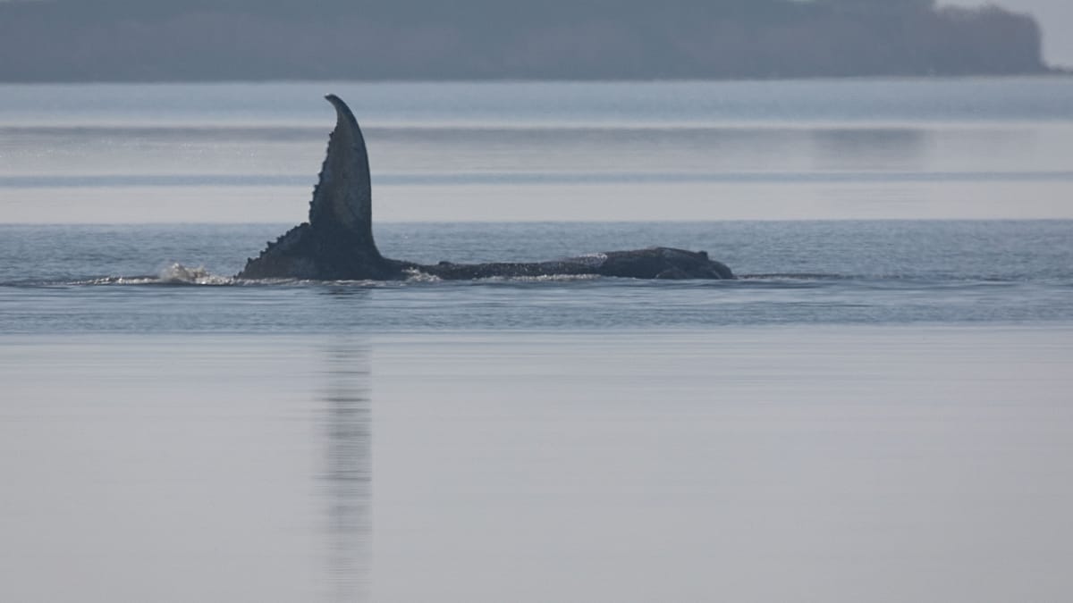GPS Tracker Confirms Death of Humpback Whale Timmy Off Danish Coast