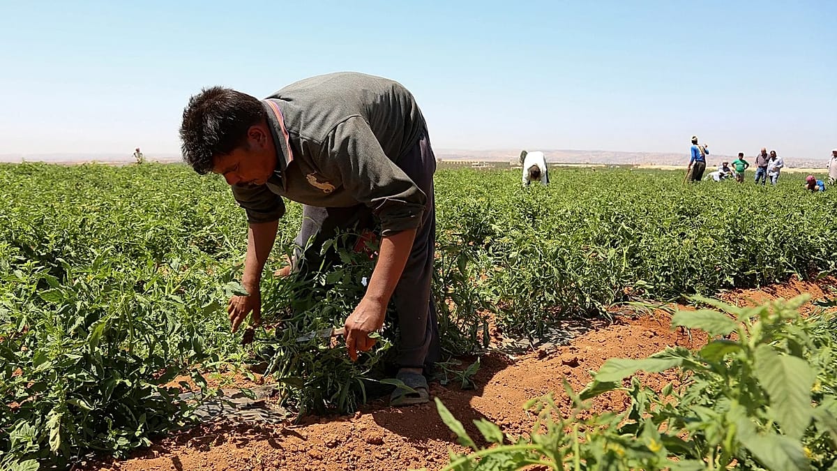 Greece Activates Bilateral Deal to Bring 5,000 Egyptian Farm Workers