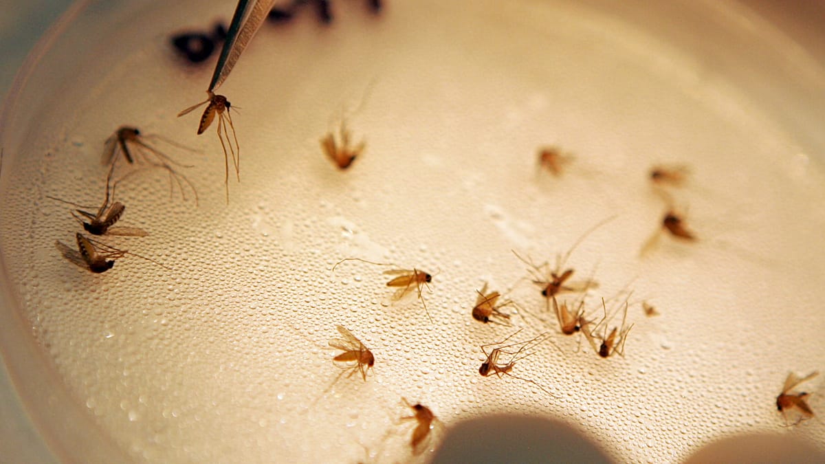 Greece battles severe West Nile outbreak as Cyprus urges vigilance