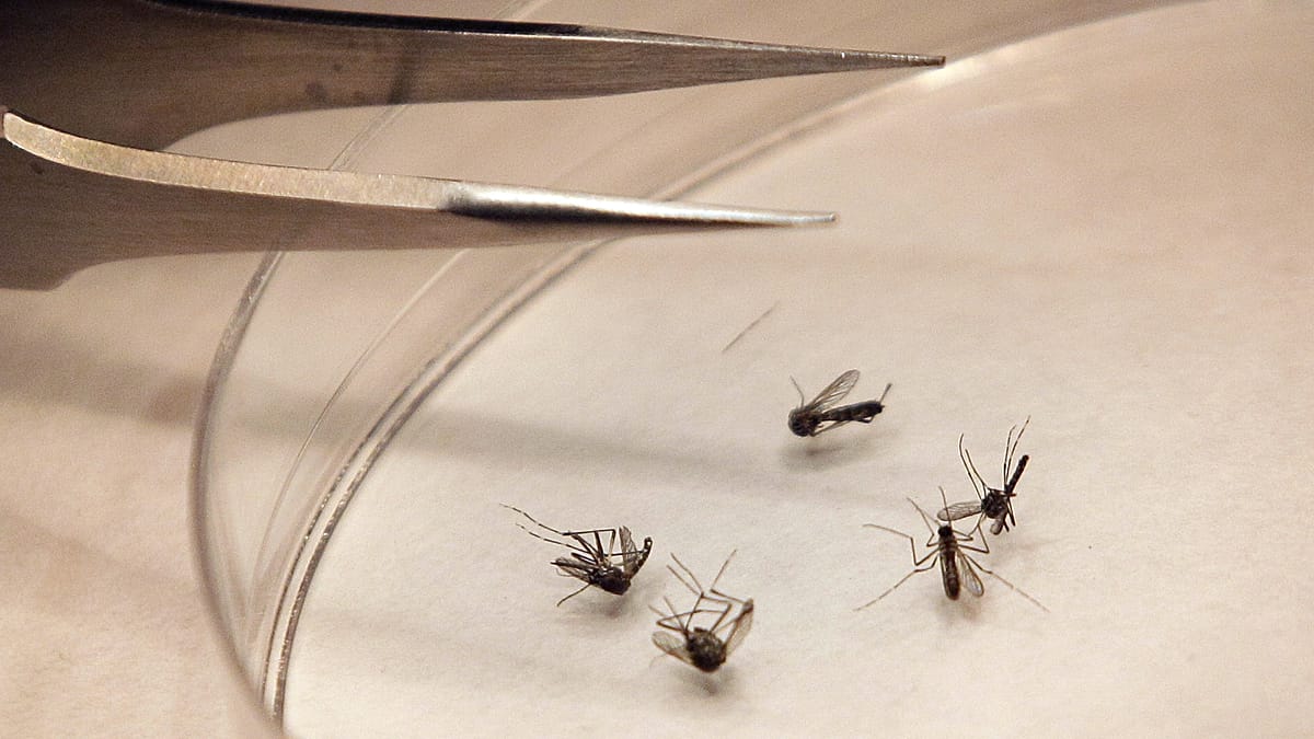 Greece battles West Nile outbreak with 232 cases and 19 deaths