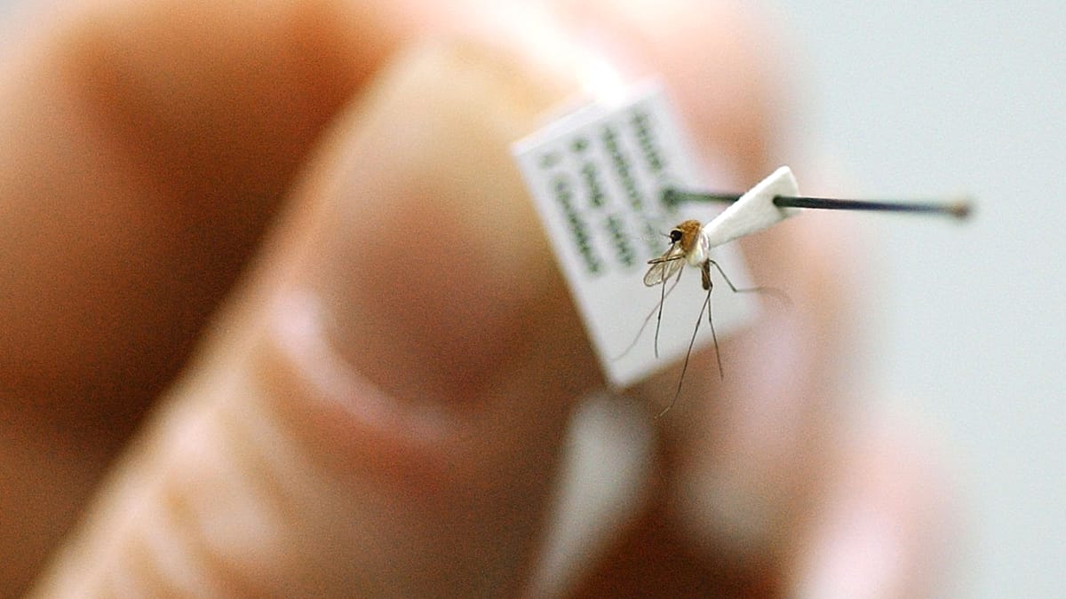 Greece steps up mosquito control as West Nile cases climb