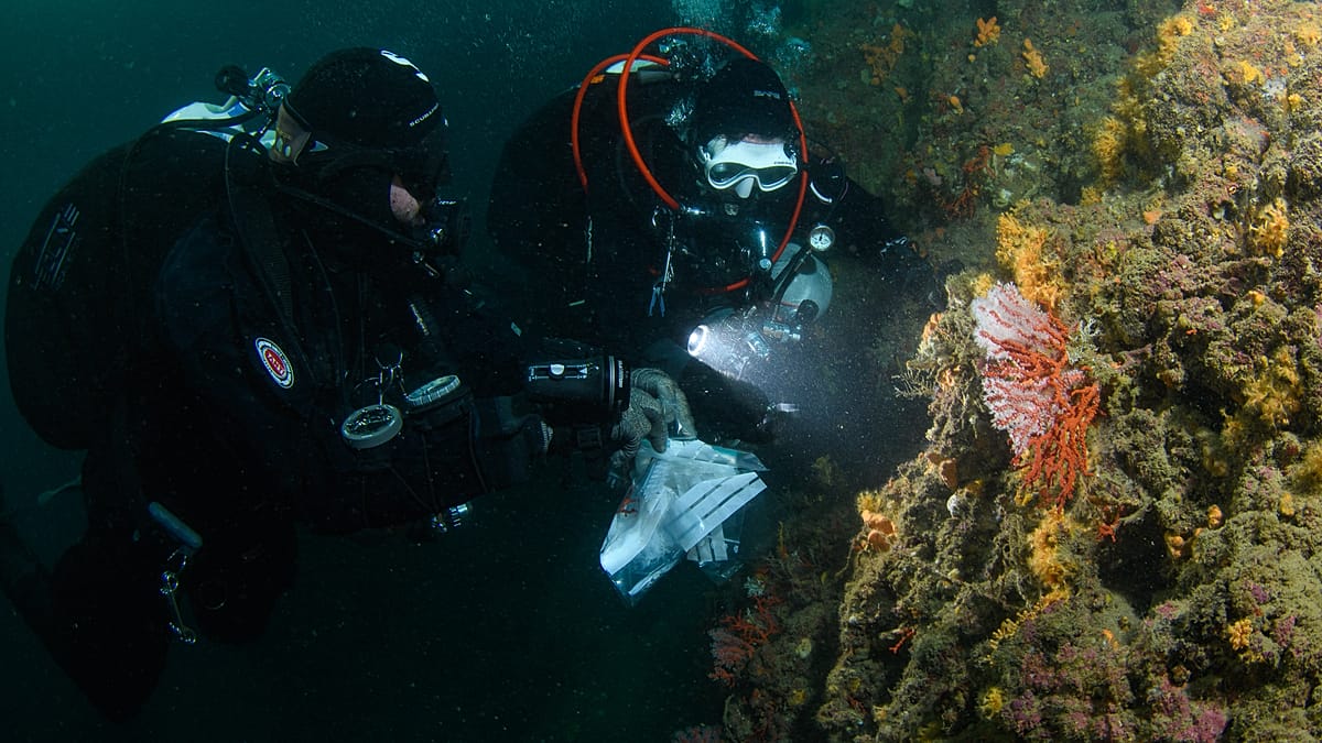 Greek police bust Aegean coral smuggling ring on Skopelos