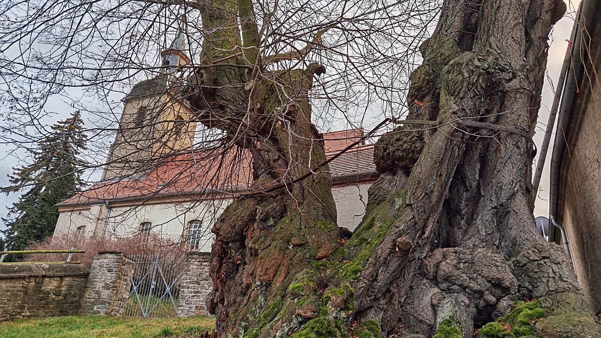 Großpörthen's 900-Year-Old Pillory Lime: A Living Witness to Medieval Justice
