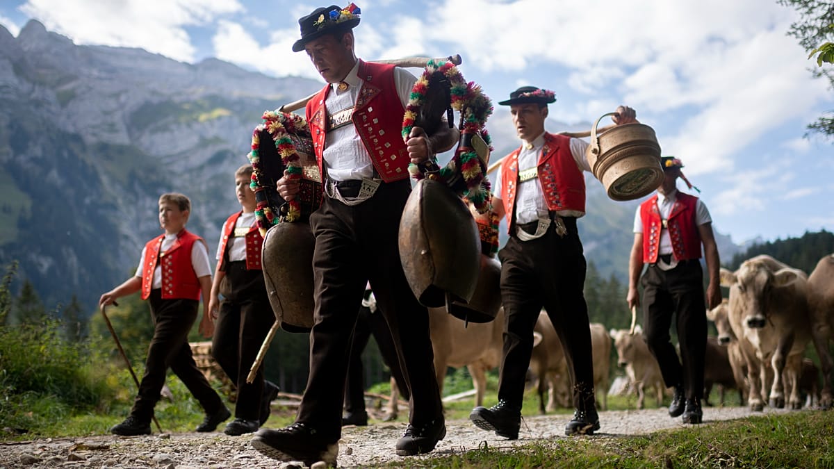 Gstaad's flower-crowned cows mark the end of alpine summer