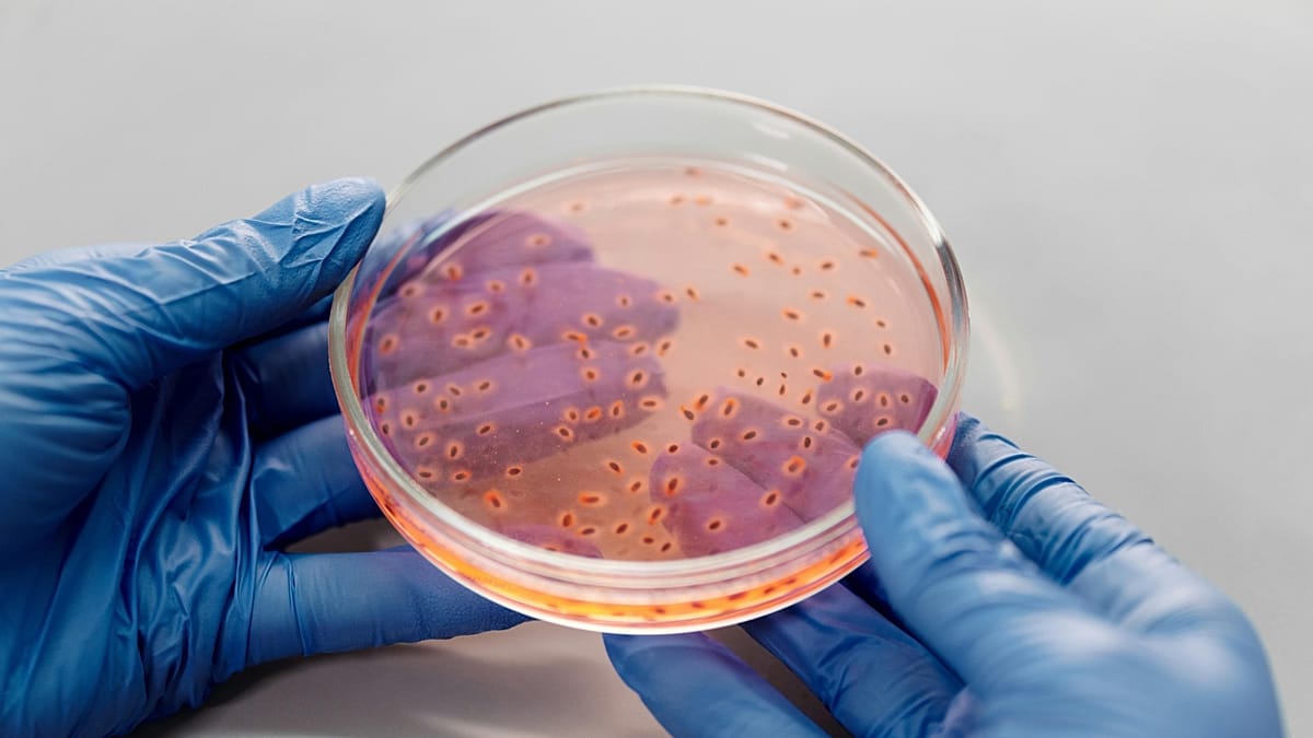 Gut viruses evolve rapid genetic tricks to outsmart bacteria, study finds