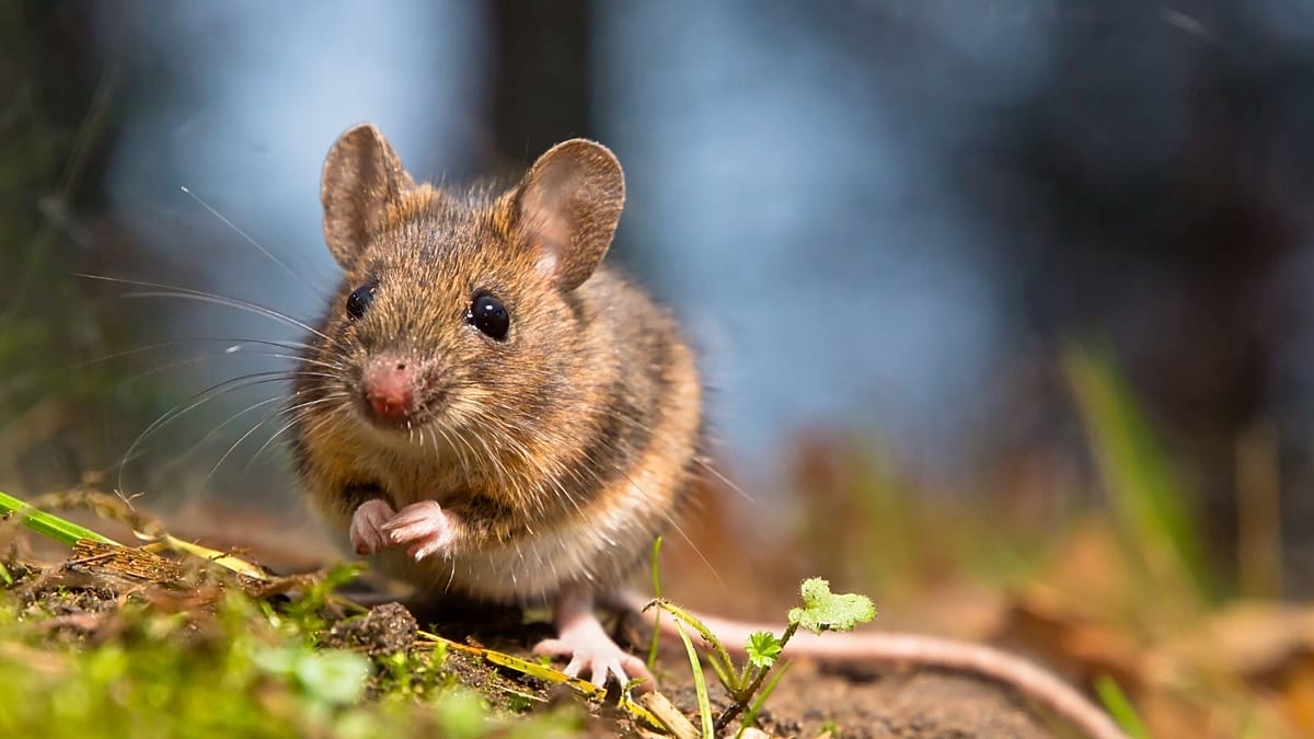 Hantavirus Outbreak on MV Hondius: What You Need to Know