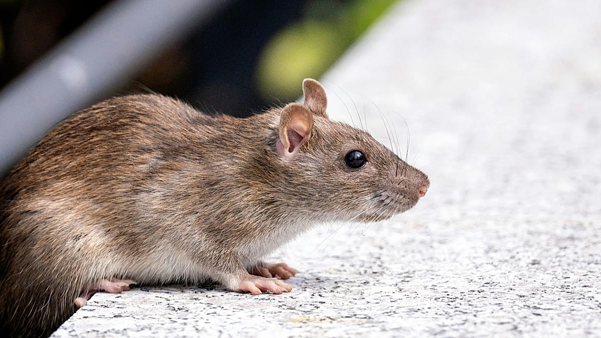 Hantavirus: Symptoms, Spread, and the Cruise Ship Outbreak Explained