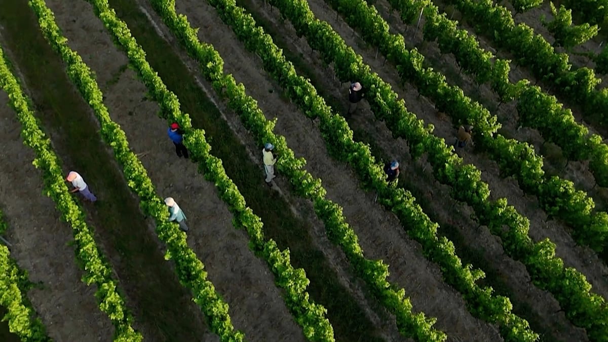 Heatwave Strains French Farms, Schools, Rail, and Health Services