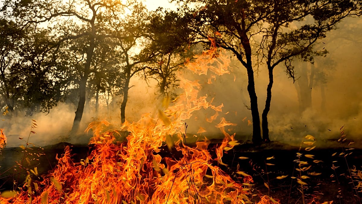 How a fire-seeking beetle could improve wildfire detection