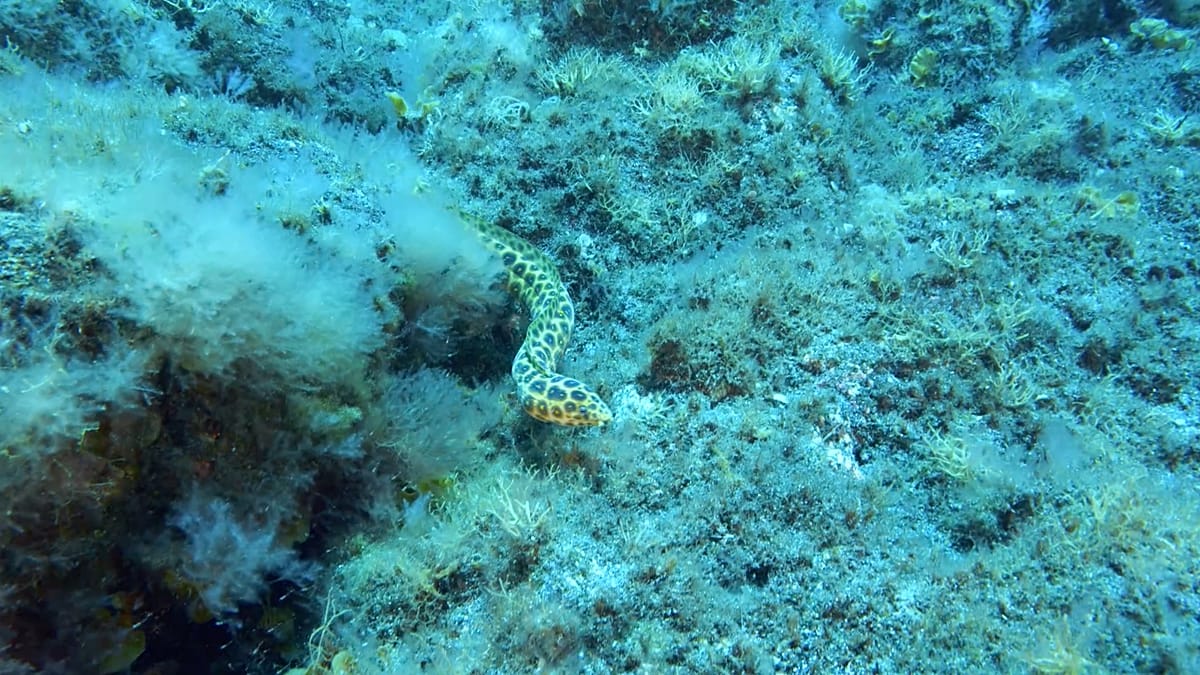 How Citizen Scientists in the Canary Islands Track Marine Invaders and Neo-Colonisers