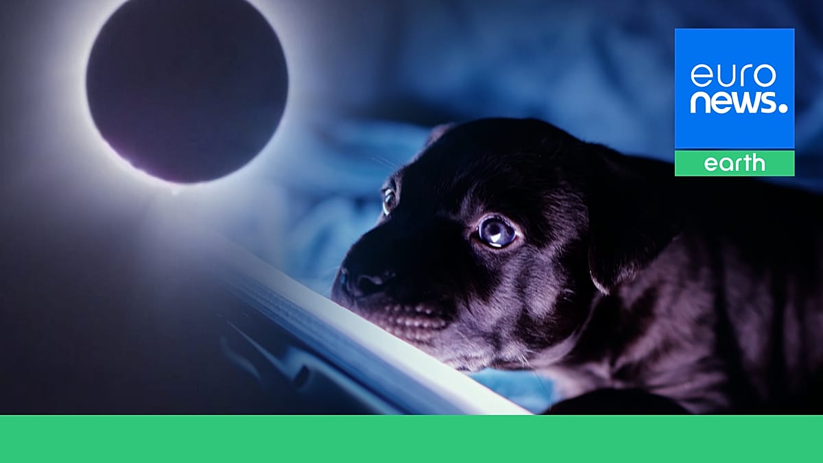 How Europe's animals react to the sudden darkness of a total solar eclipse