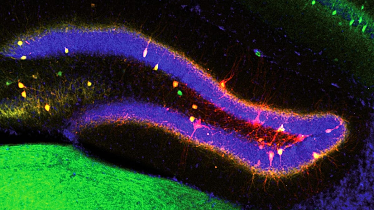 How the brain keeps old memories intact while adding new ones