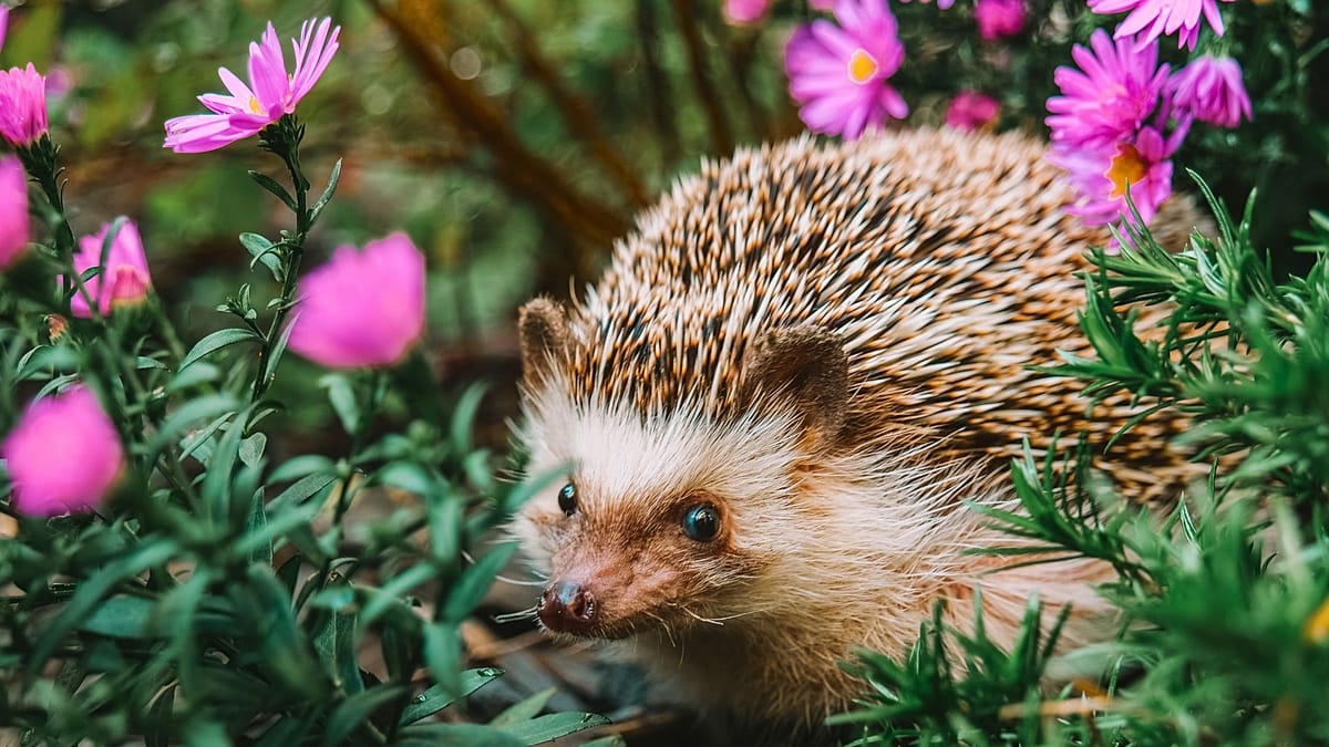 How to Turn Your European Garden into a Wildlife Haven During Heatwaves