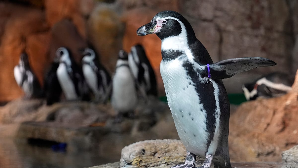 Humboldt penguins in Chile get custom vests to protect healing wounds