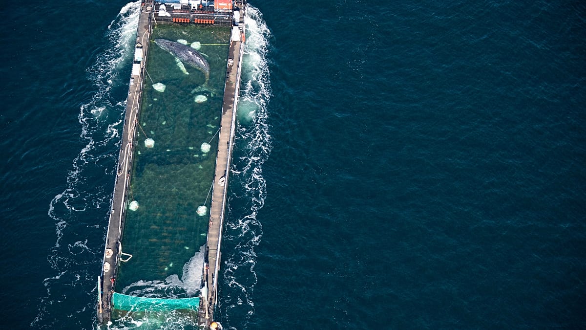 Humpback Whale Rescued from German Beach Released into North Sea