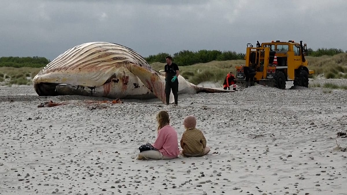 Humpback Whale 'Timmy' Hauled Ashore on Danish Island After Months in German Waters