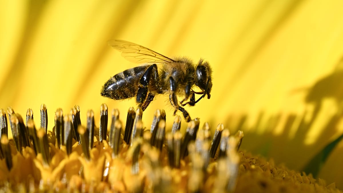 Hungary's bees face starvation as drought destroys pollen sources