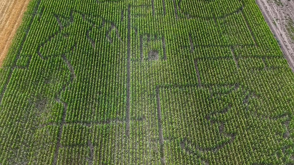Hungary's Kiszombor opens Central Europe's largest fairy tale corn maze