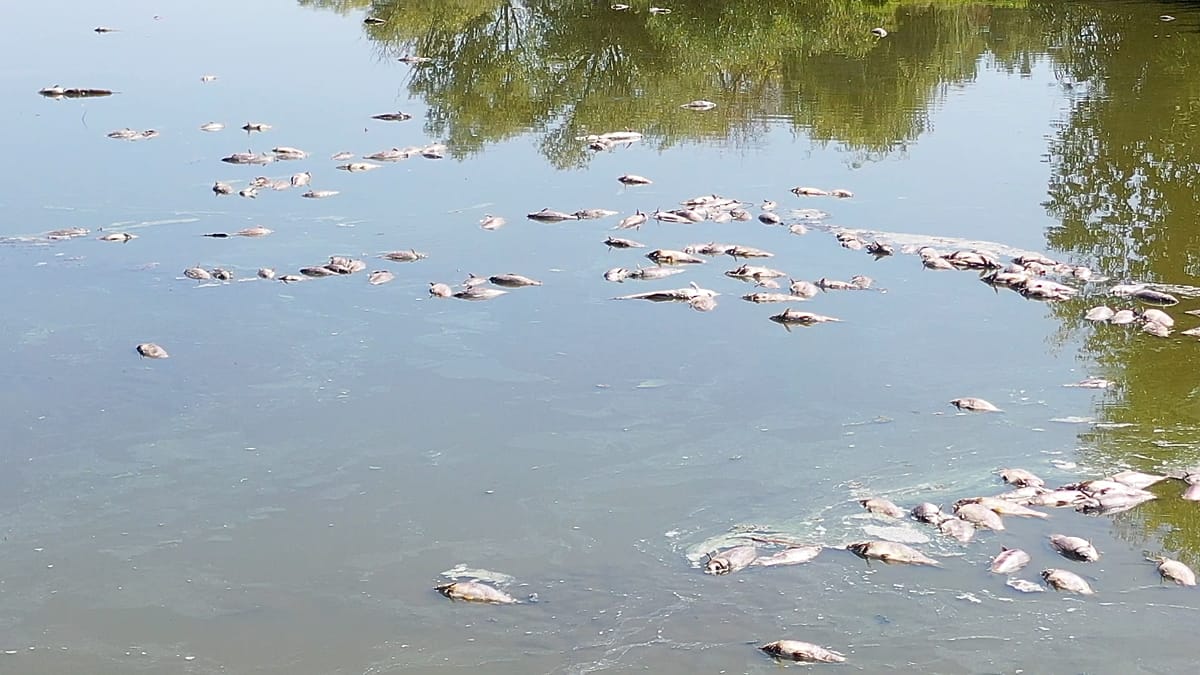 Hungary's largest fish farm hit by mass die-off as drought deepens