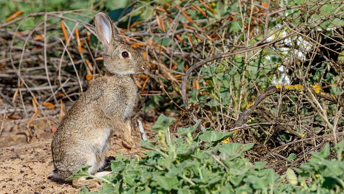 Iberian Rabbit Revealed as Two Distinct Species After Two Million Years of Separation