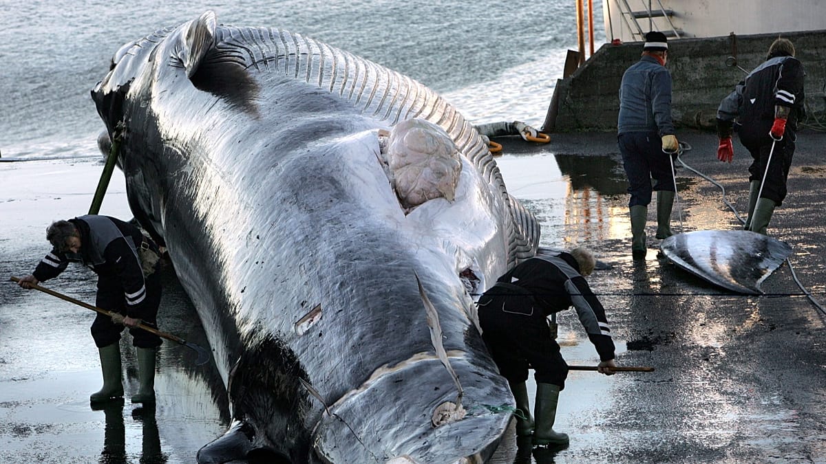 Iceland expels 21 anti-whaling activists after ship seizure