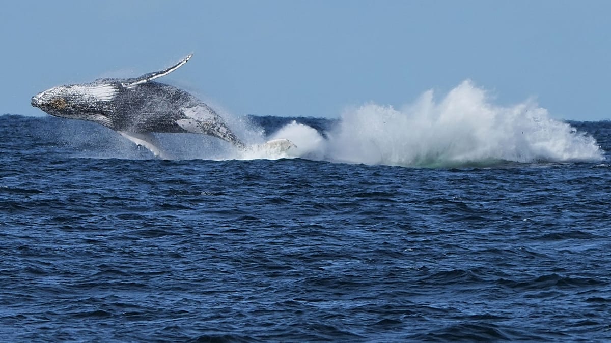 Iceland Kills First Fin Whales as Commercial Hunt Resumes After Two-Year Pause