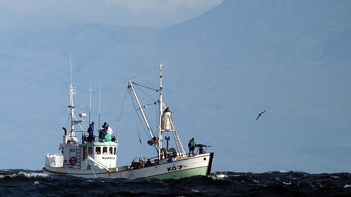 Iceland Resumes Fin Whale Hunting After Two-Year Pause