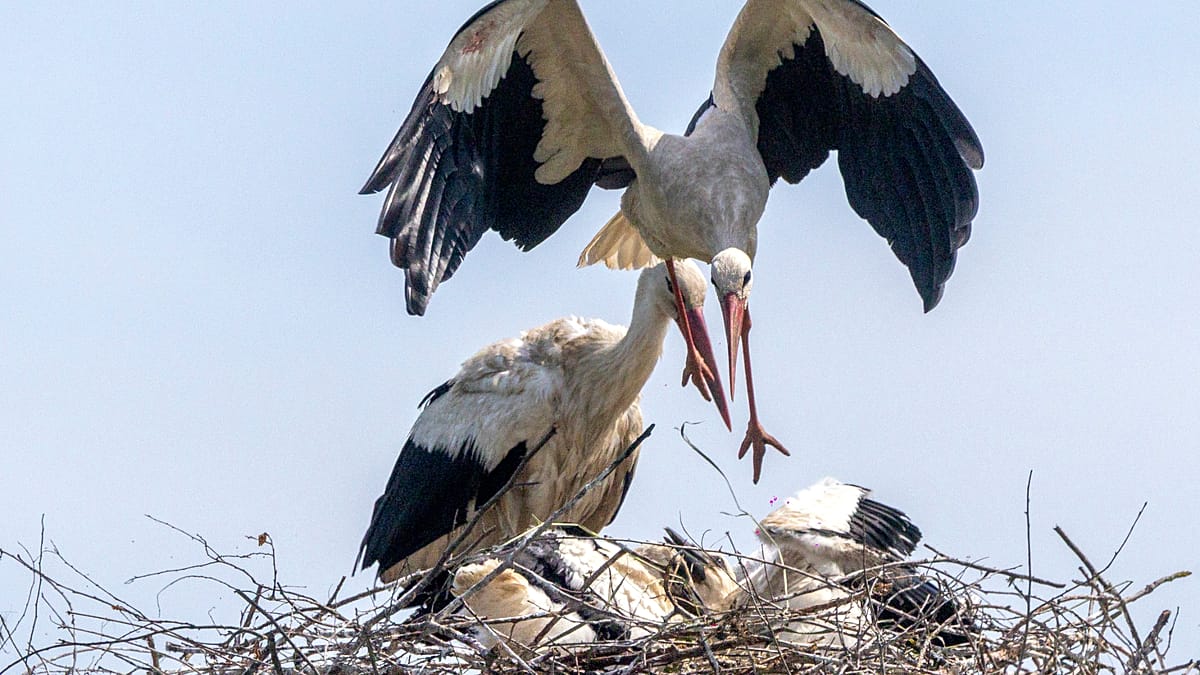 In a Croatian Village, Storks Outnumber Humans and Share Their Homes