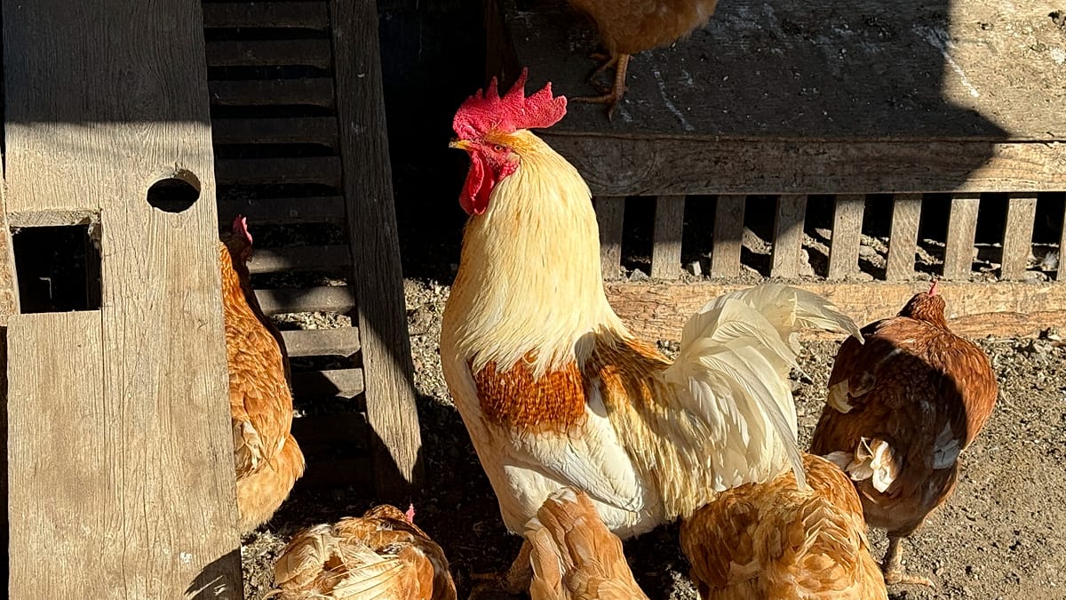 Industrial chicken farming accelerates spread of diarrhoea-causing bacteria, Oxford study finds