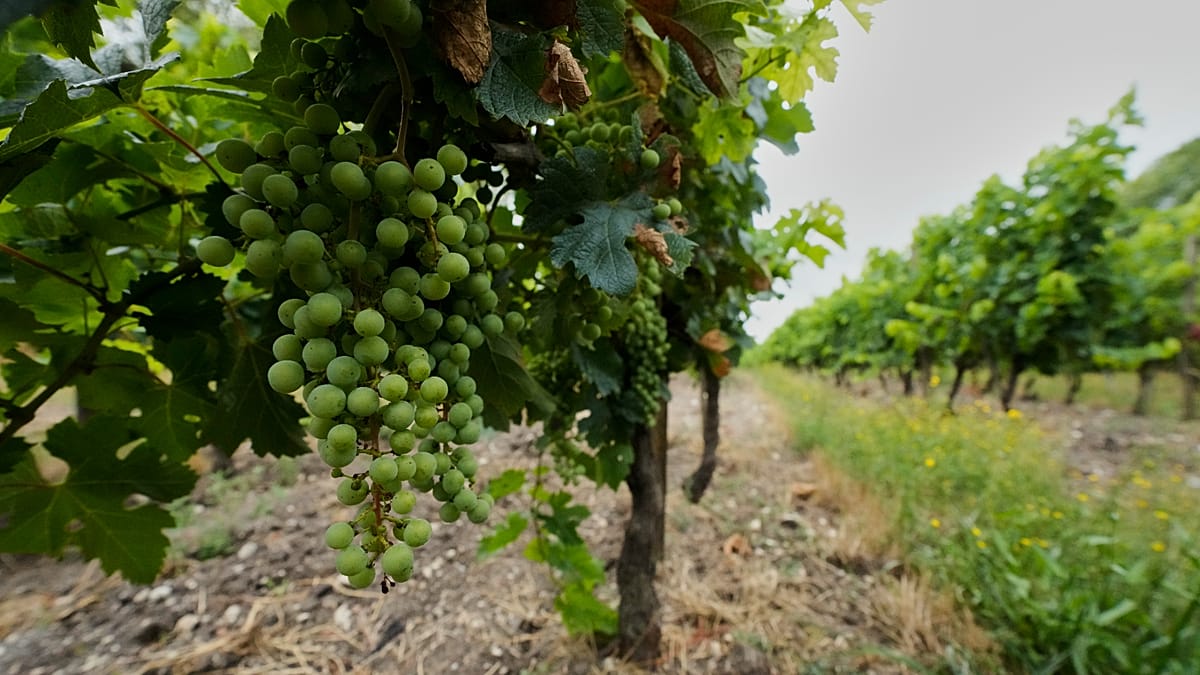 Influencer Sonia Bellina's charred remains identified in French vineyard case