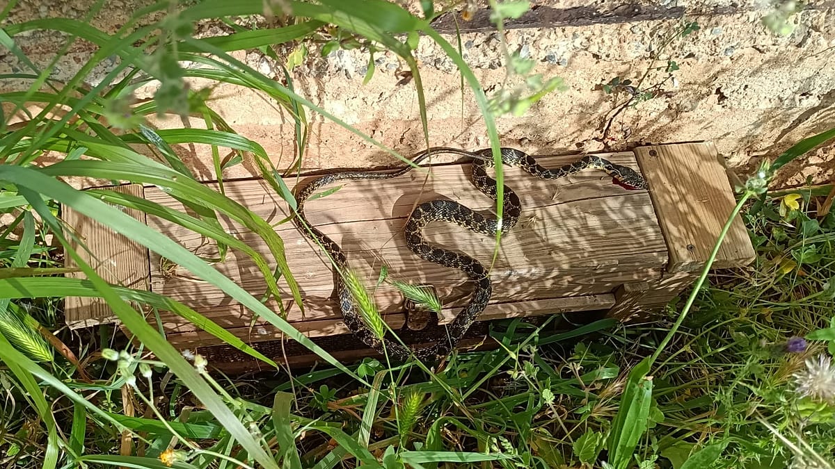 Invasive Snakes Threaten Ibiza and Mallorca's Unique Lizard Species