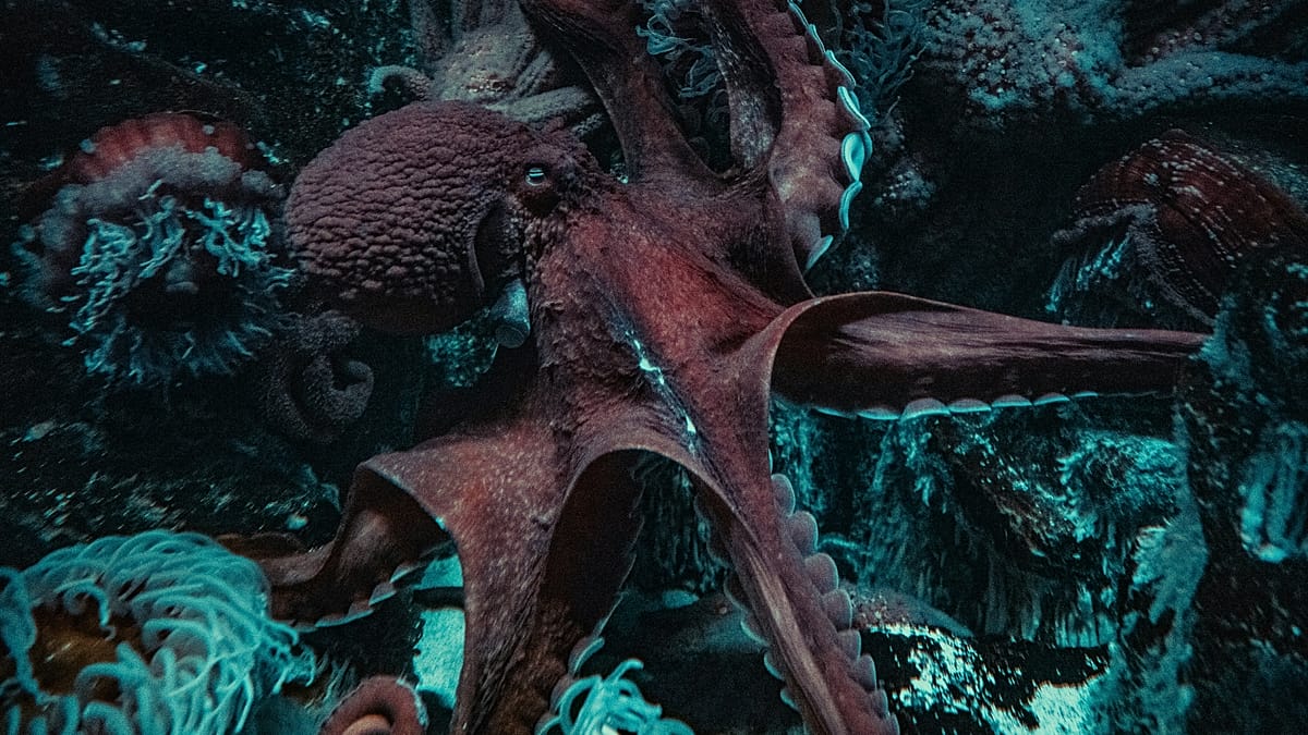 Italian scientists deploy octopus hatchlings against invasive blue crabs